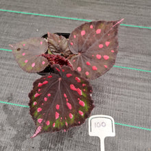 Load image into Gallery viewer, #100 Begonia unknown