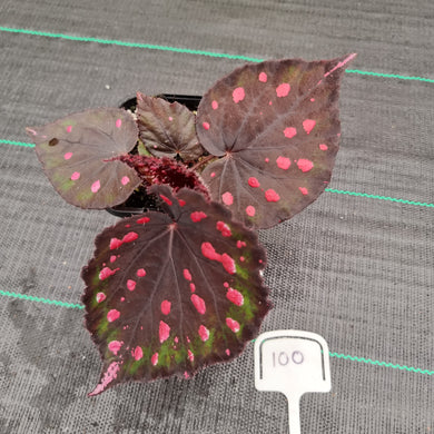 #100 Begonia unknown