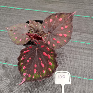 #100 Begonia unknown