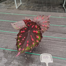 Load image into Gallery viewer, #100 Begonia unknown