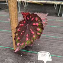 Load image into Gallery viewer, #100 Begonia unknown