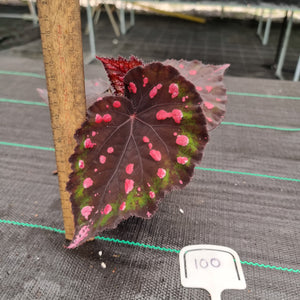 #100 Begonia unknown