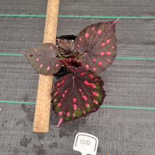 Load image into Gallery viewer, #100 Begonia unknown