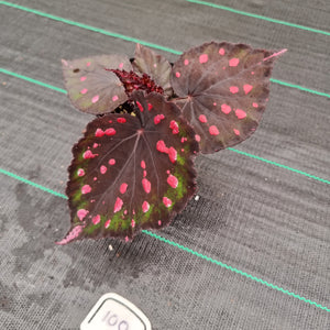 #100 Begonia unknown