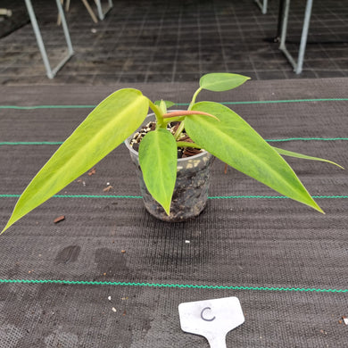 #C Philodendron Lemon Twist