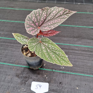 #59 Begonia Maurice Amy