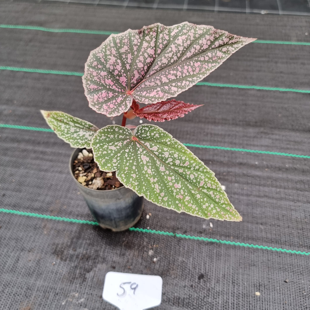 #59 Begonia Maurice Amy