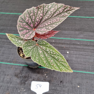 #59 Begonia Maurice Amy