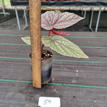 Load image into Gallery viewer, #59 Begonia Maurice Amy
