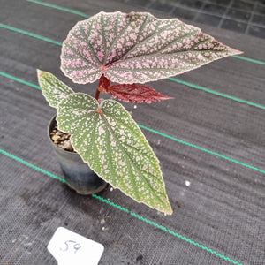 #59 Begonia Maurice Amy