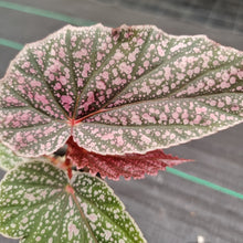 Load image into Gallery viewer, #59 Begonia Maurice Amy