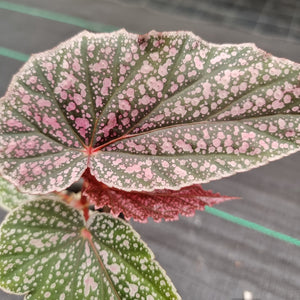 #59 Begonia Maurice Amy