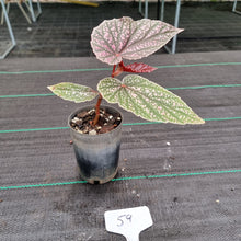 Load image into Gallery viewer, #59 Begonia Maurice Amy