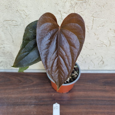 #10 Anthurium Moodeanum