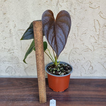 Load image into Gallery viewer, #10 Anthurium Moodeanum