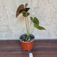 Load image into Gallery viewer, #10 Anthurium Moodeanum