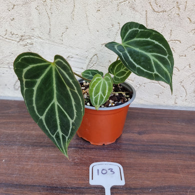 #103 Anthurium Crystallinum x