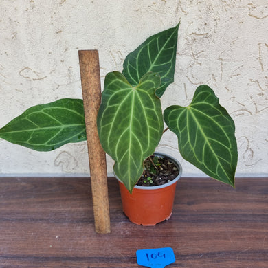 #104 Anthurium Magnificum Hybrid x