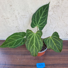 Load image into Gallery viewer, #104 Anthurium Magnificum Hybrid x