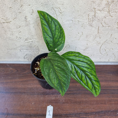 #1 Monstera Peru / Karstenianum