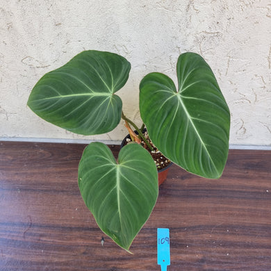 #109 Philodendron Gloriosum