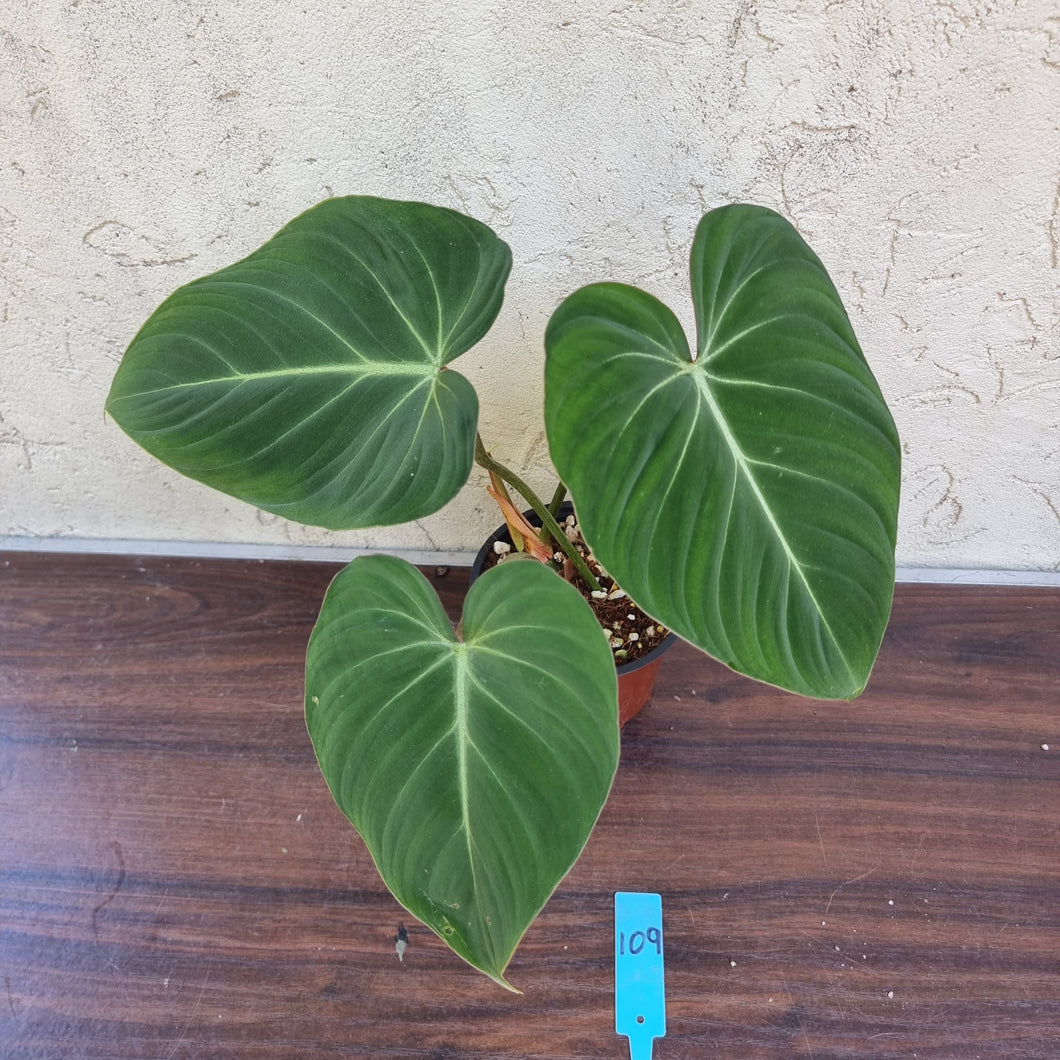 #109 Philodendron Gloriosum