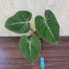Load image into Gallery viewer, #109 Philodendron Gloriosum