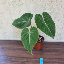 Load image into Gallery viewer, #109 Philodendron Gloriosum