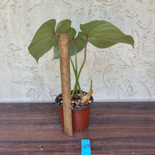Load image into Gallery viewer, #109 Philodendron Gloriosum