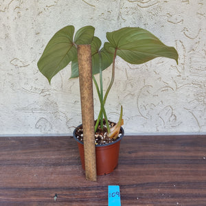 #109 Philodendron Gloriosum