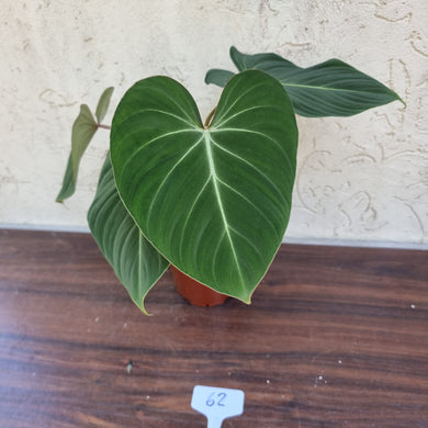 #62 Philodendron Gloriosum