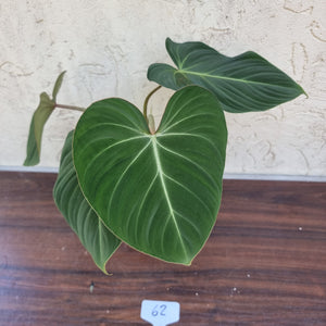 #62 Philodendron Gloriosum