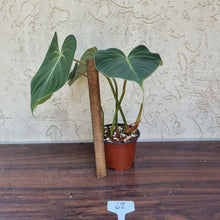 Load image into Gallery viewer, #62 Philodendron Gloriosum