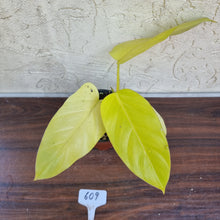Load image into Gallery viewer, #609 Philodendron Golden Erubescens