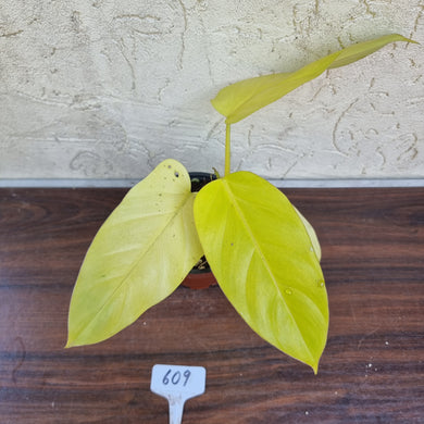 #609 Philodendron Golden Erubescens