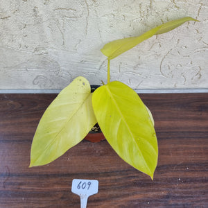 #609 Philodendron Golden Erubescens