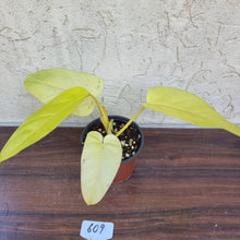 Load image into Gallery viewer, #609 Philodendron Golden Erubescens