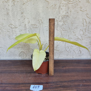 #609 Philodendron Golden Erubescens