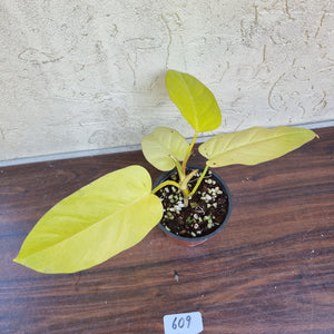 #609 Philodendron Golden Erubescens