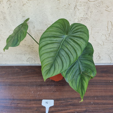 #N Philodendron Tenue x Plowmanii