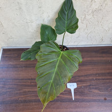 Load image into Gallery viewer, #303 Philodendron Corsinianum / &#39;Bronze Shield&#39;