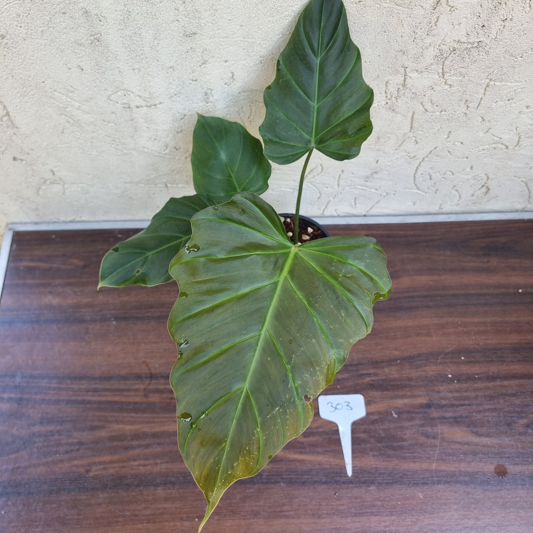#303 Philodendron Corsinianum / 'Bronze Shield'