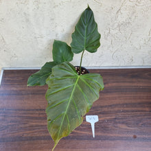 Load image into Gallery viewer, #303 Philodendron Corsinianum / &#39;Bronze Shield&#39;