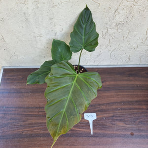 #303 Philodendron Corsinianum / 'Bronze Shield'