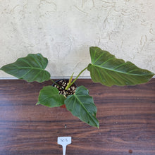Load image into Gallery viewer, #303 Philodendron Corsinianum / &#39;Bronze Shield&#39;