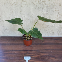 Load image into Gallery viewer, #303 Philodendron Corsinianum / &#39;Bronze Shield&#39;