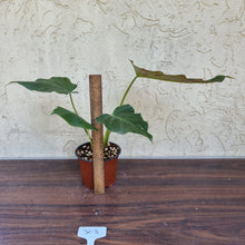 Load image into Gallery viewer, #303 Philodendron Corsinianum / &#39;Bronze Shield&#39;