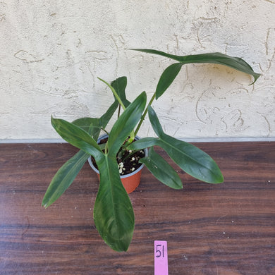 #51 Philodendron 69686 - 'Big Ears'