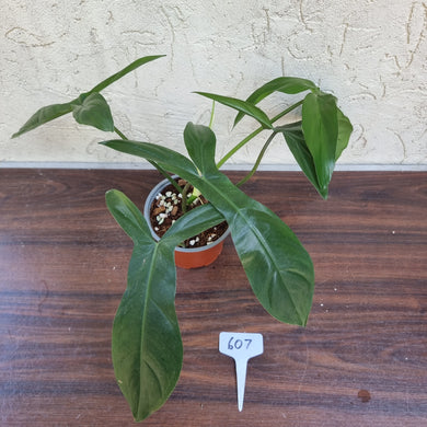 #607 Philodendron 69686 - 'Big Ears'