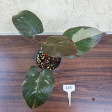 Load image into Gallery viewer, #613 Philodendron Pink Princess